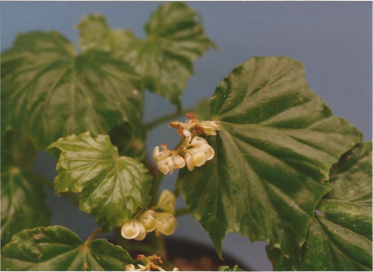 B. purpusii